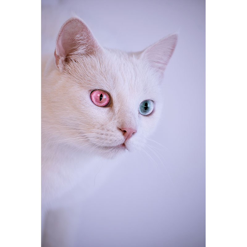 Πίνακας σε καμβά Λευκή γάτα 2